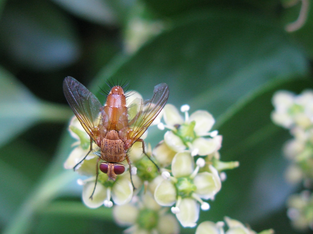 Tachinidae da determinare???